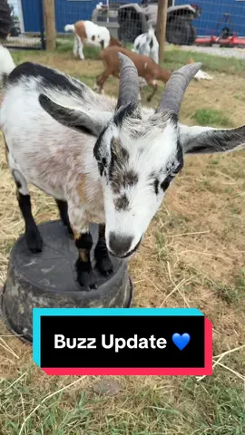 Vet update on Buzz 🐝 #minigoat #goats #farmlife #vetcheck 