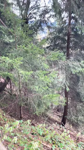 #austria🇦🇹 #Hiking #europe #forrest #view 