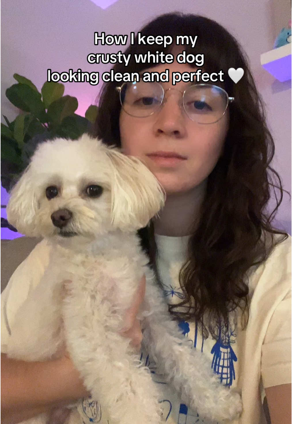 FAQ: The name is OcuBright and YES it has to be prescribed by a veterinarian!  Yes Winston has tried all the natural remedies everyone is suggesting lol.  I think it is ~$50 per bottle but that price per month decreases over time once you’re down to giving it to them twice a week! Not an ad, just hope this helps someone! #maltipoo #dog #crustywhitedog #puppy #doggrooming 