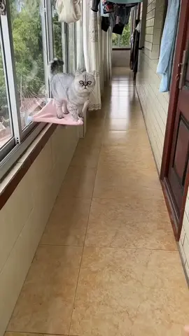 Thief Cat 😂 #cat #cats #shorts