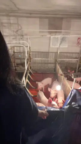 😇😇#xuhuongtiktok #xuhuongriktok2025 #congnhatraiheo #traiheo #fyp #sreykhmer #xuhuong2025 #traiheodongnai #ngoc_thuy13 