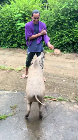 #คนกับหมู 