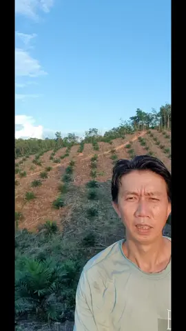 selalu semangat urus sawit yg belum menghasilkan #sawit #tbm #kelapasawit #sawitontiktok 