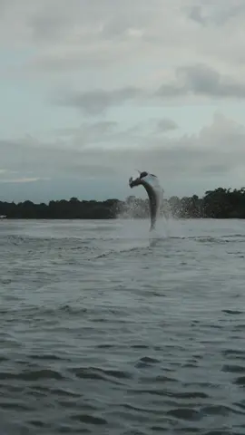 Costa Rica tarpon are built different… #tarpon #flyfishing #fy #fishing #fyp 
