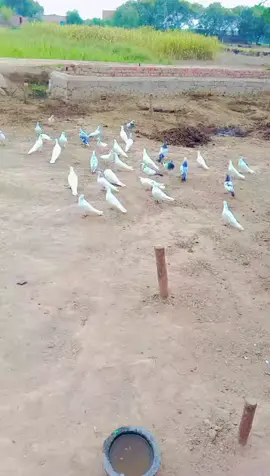 shook shook hi 🤯🤯😄😄😄 HOTA hai g 🕊️🕊️🕊️🕊️🕊️