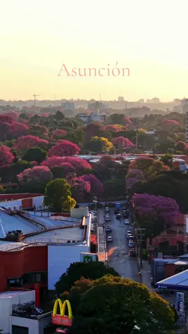 Que hermosa es Asuncion, con sus árboles, sus colores ❤️ #asuncion #paraguay #asuncionparaguay #tajy #lapacho 