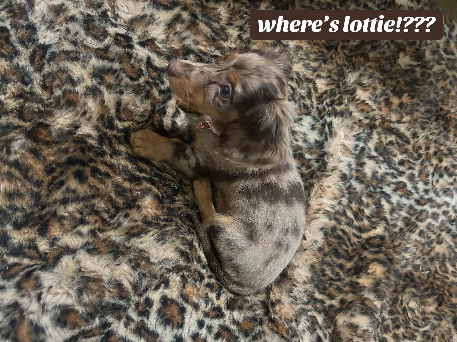 where’s lottie dottie 