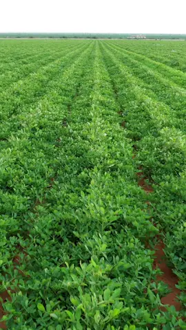 neighbors 🥜 look good #peanuts #farming #greenfield #fyp 
