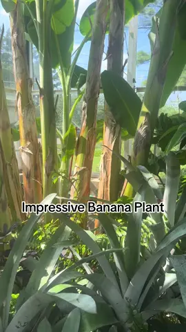 #plants #plantsoftiktok #banana 