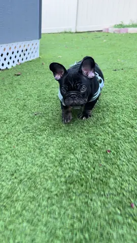 Wait for me ! #chocolate #chocolateandtan #chocolatefrenchbulldog #pibblesoftiktok #frenchiebaby 
