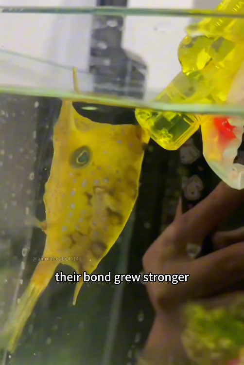 Unique hornfish #animal #rescue 