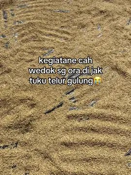 mepe gabah cuahh😭#panenpadi🌾 #mepegabah💪😅 