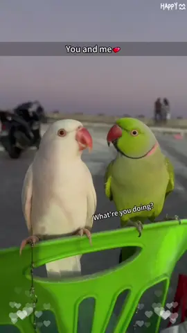 Part 60：You and me❤#foryou#fyp#usa#parrotsoftiktok #funnybirds #petlover#PetsOfTikTok #birdslife #birdslover#Youandme#Love#usa_tiktok #usa🇺🇸 
