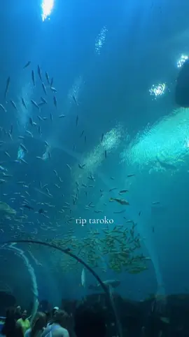 was just there over the weekend #taroko #gaaquarium #fyp #xyzbca #viral 