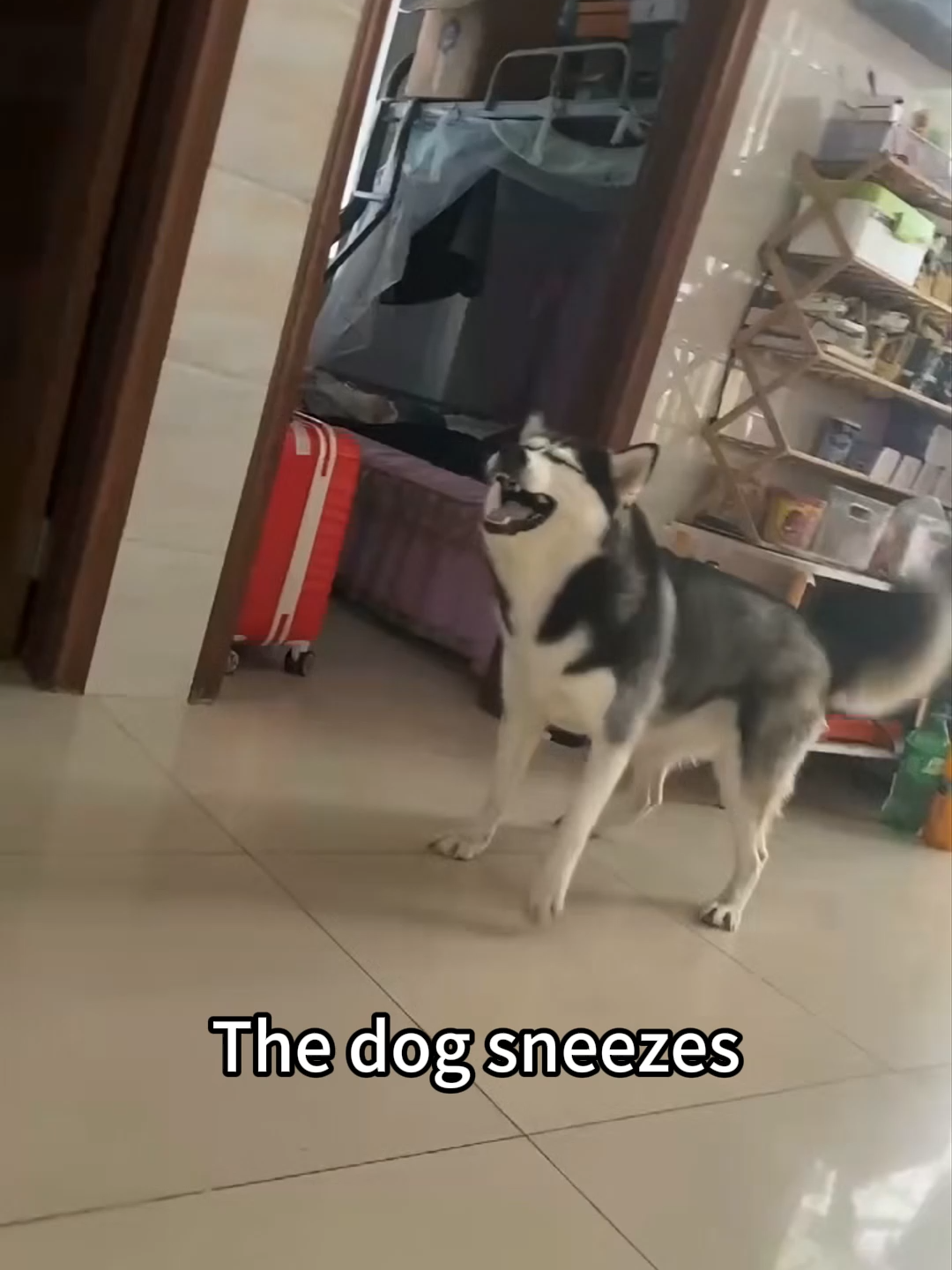 The dog sneezes#funny #funnyvideo #funnymoments #funnyvideos