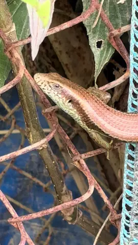 # Rắn mối # Thằn lằn # Lizard # Động vật hoang dã Việt Nam