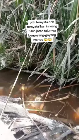 ternyata ohh ternyata,ikan ini yang membuat joran tajur bergoyang-goyang syahdu #ucokckfishing #fishing #hobimancing #fyp #viral 