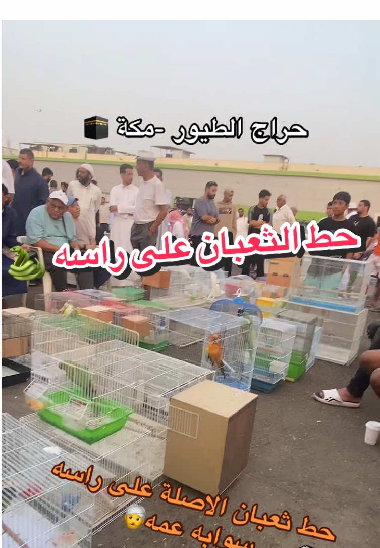 حراج مكة للطيور يوم الجمعة ٢٠٢٥/٨/٢٢   المحرج سوا الاصلة عمامه🌚