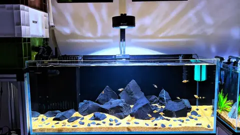 ✨ Một hồ nước trong, vài chú cá bơi lội – đôi khi chỉ bấy nhiêu cũng đủ tạo nên khoảng lặng bình yên trong cuộc sống. 🐟🌿 #caCanhDep #beCaThuySinh #gocnhoBinhyen #cuocsongantoan #giadinhvui