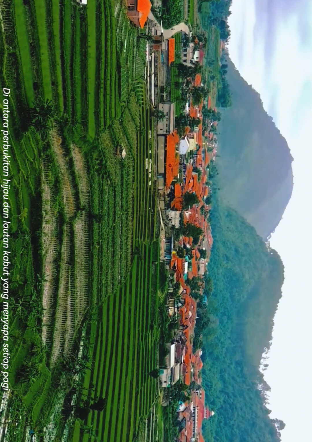Selendang pandang 
