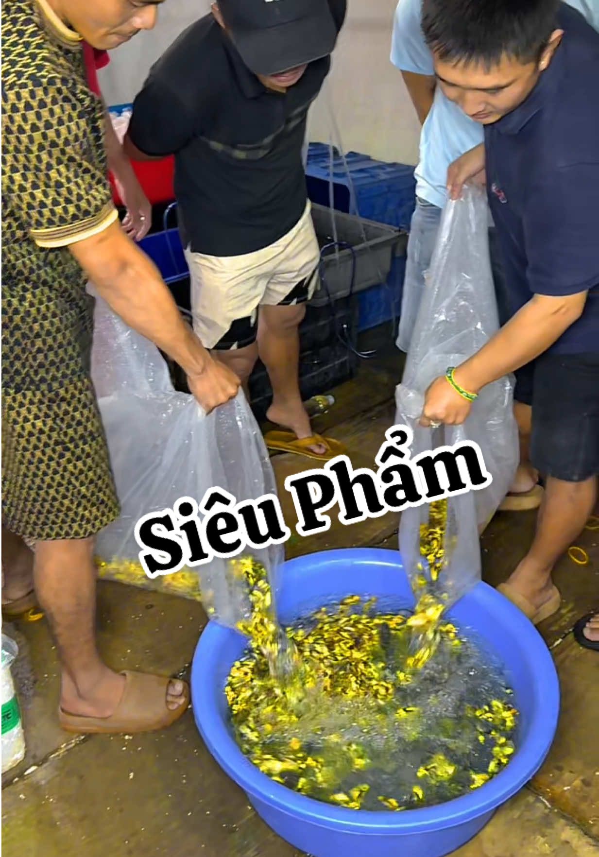 Cá giao khách đẹp như nước cất #chepsutu #chepsututrang #chepphitan #fish#cácanh 