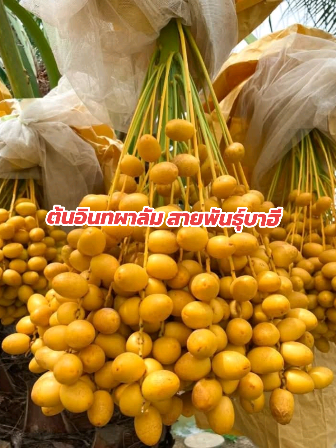 ต้นอินทผาลัมพันธุ์บาฮีเหลือง ผลทรงรีอ้วนกลม ผลสุกมีสีเหลืองทอง รสชาติหวาน กรอบ อร่อยเนื้อแน่น ไม่ติดฝาด #รีวิวของดีบอกต่อ #ลําไย #ต้นไม้ #เปิดการมองเห็น #อินทผาลัม 