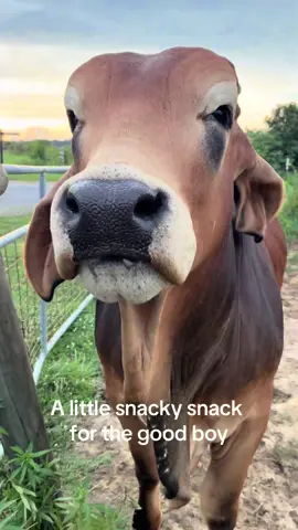 Conway deserves all the sweet treats🥰  #brahman #sweettreat 
