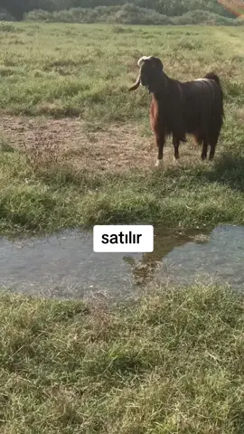 S A T I L D I