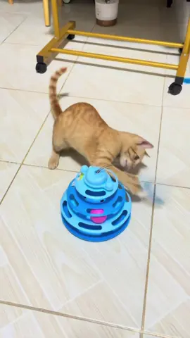 Less stress more play para kay muning #pettoy #cattoy #furparent 