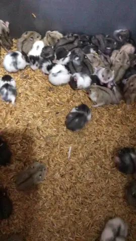 Anakan Hamster Campbell 10rb per ekor ayo gaskann #fyp #hamsters #hamstersoftiktok #hamster_team🐹 #hamster🐹 #fyppppppppppppppppppppppp 