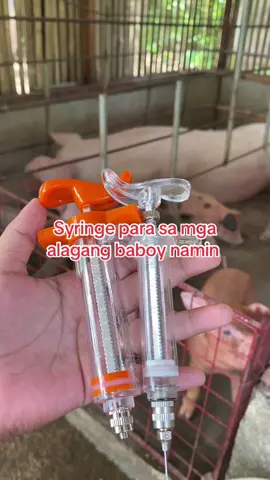 Syringe na matibay at maasahan! Ito po yung gamit namin dito sa baboyan. #jpjpigfarm  #backyardhograiserph #fypシ゚viralシ #baboyanbussiness #baboyan #pigfarmer #backyardhograiser #baboyantips #PigRaising #baboyantips #farmlife #backyardhograising 
