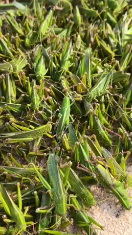 belalang hijau #makanan #menundeso belalang 