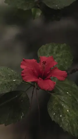 #CapCut sing perduli #lagubali #liriklagubali #liriklagubaliviral #beradanfyp 