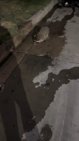 I think I’ll name you Maurice🤝 #raccoon #denver #trashpanda #cutebaby 