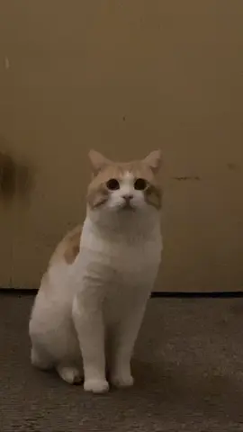 even my mom cakap jebat kuat tidur, soooo banyak bideo tidur je hehe + jebat camera shy btw 😔