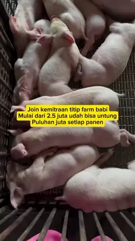 Program Titip Farm Babi Program ini memungkinkan orang untuk berinvestasi dalam peternakan babi tanpa harus mengelolanya sendiri. Mereka cukup menitipkan dana, dan peternakan yang menjalankan operasional. 1. Skema Program: Investor menitipkan dana untuk pembelian dan perawatan babi. Peternak mengelola, merawat, dan membesarkan babi. Setelah panen (penjualan babi), keuntungan dibagi sesuai kesepakatan. 2. Keunggulan Program: Mudah & Tanpa Ribet Transparansi Data Peternakan Keuntungan Menarik Bisa Dipantau Online 🚀INVESTASI MUDAH DI PETERNAKAN BABI!🐷💰 Mau punya usaha peternakan babi tapi nggak mau ribet? Yuk, gabung di PIG PARADISE FARM , sistem titip farm babi pertama yang transparan dan menguntungkan! 💡Cara kerja mudah: 1 Titip modal untuk beli & rawat babi 2 Kami yang kelola sampai panen 3 Keuntungan dibagi sesuai kesepakatan 🔍Pantau perkembangan ternak lewat update rutin! 📩DM sekarang untuk info lebih lanjut! #promoseruweekend #fyp #investasipeternakan #kemitraan #budidaya 