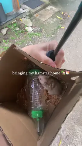 1st time owner of a hamster, diq pa alam kung ano name nya 🥹 #hamster #hamsteroftiktok #pet #cute #fyp 