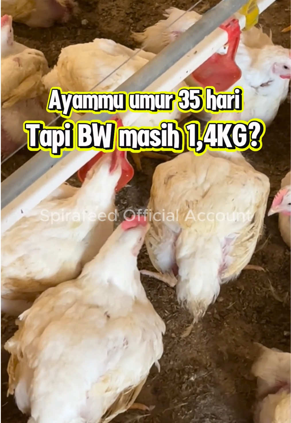 Harusnya udah bisa panen, tapi bobot masih jauh dari target? Kira-kira ada yang tahu salahnya dimana?! #spirafeed #peternakayam #ayambroiler #anakkandang #promoseruweekend 