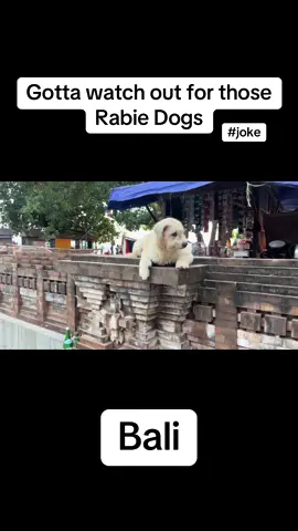 Bali dogs… #bali #heyrick #holiday #dogs #dogsoftiktok 