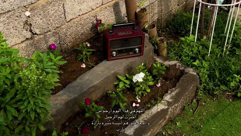 #تصويري📷 #فقيدي_الراحل_الذي_يشبه_الجنة_في_عيني #الجمعه_الصلاة_على_النبي_سورة_الكهف🌱 