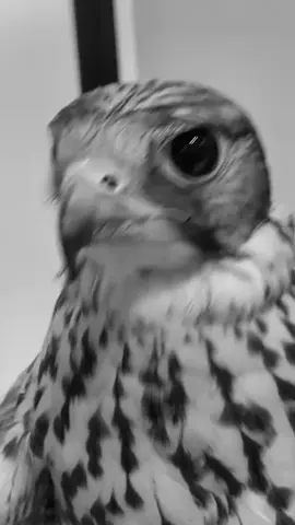 ياصقرر#محمد_عبده #الشعب_الصيني_ماله_حل😂😂 #لايك #fyp #خلاب 