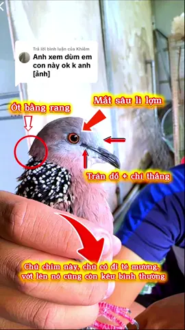 Trả lời @Khiêm chú chim có mặt mỏ tốt nhất trong các bình luận 👍👍👍 #Thanhbird #chimcugay #chonchimcugay #chimcugayvietnam #xuhuong 