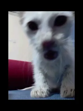 تمسلت #اكسبلورexplore #foryou #متابعه_ولايك_واكسبلور_فضلا_ليس_امر #اكسبلورexplore #مشاهير_تيك_توك @تالا صفوان - Tala Safwan 🌴 @مؤمل𖤐 @مـنتظࢪ☆. 