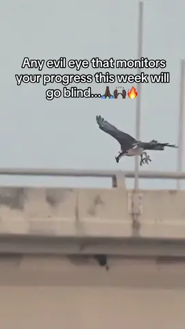 Any evil eye that monitors your progress this week will go blind...🙏🏿🙌🏿🔥 follow @Alusi Mmamu🧜‍♀️ 