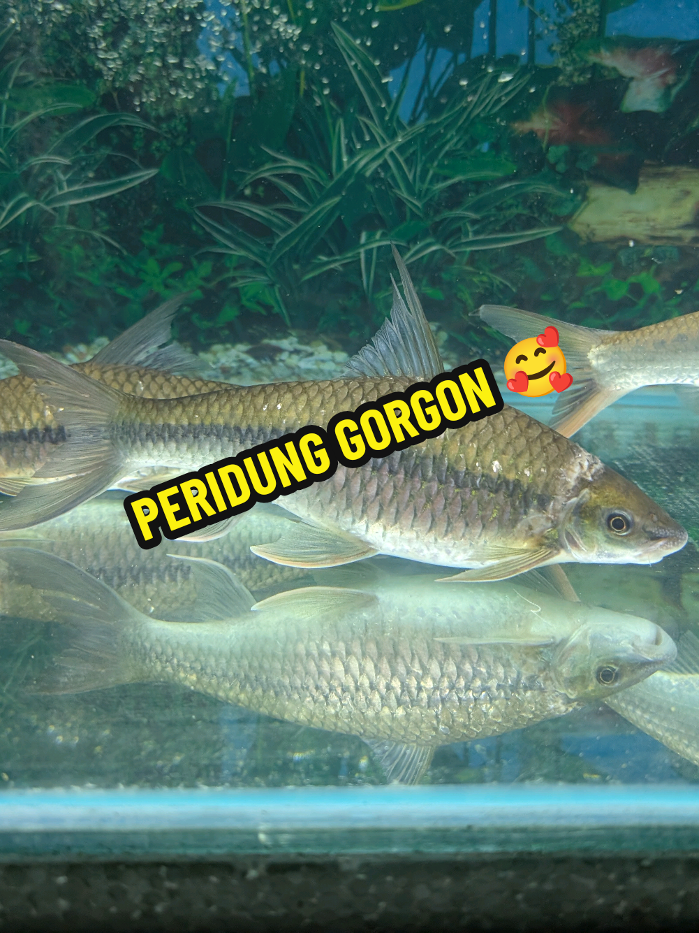 PERIDUNG GORGON 🥰 Antara spesis pemakan lumut yg jitu. Akan membersihkan lumut & segala penghuni akuarium yg dia boleh sondol sampai mati 😆 #ikanhias #aquarium #fish #ikan #malaysia