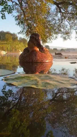 A duck floating peacefully, its reflection perfectly mirrored on the calm water. #Nature #Duck #Reflection #Peaceful #Calm
