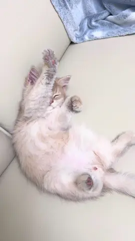 #cute #animals #funny 