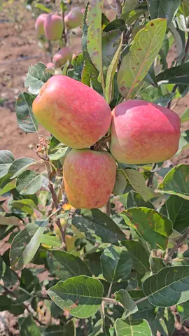 we cover in nets to prevent birds 🐦 🐦‍⬛ from eating the fruits  #wambuguapples #applesinkenya 