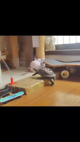 暑い日はこうやって乗り切ろう #クサガメ軍曹 #skateboardturtle #猫 #猫のいる暮らし #スケボー亀 