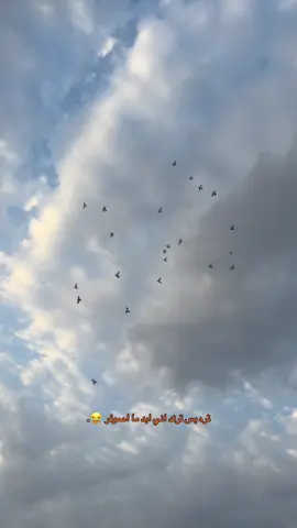 الله وكيلكم اني حاط الطيور بس اتونس بيهن شوفتهن يوميه تسوه كومه بشر 🦅🤍. #لوفي🦅 #مشاهير_تيك_توك #طيور #تور #كركوك 